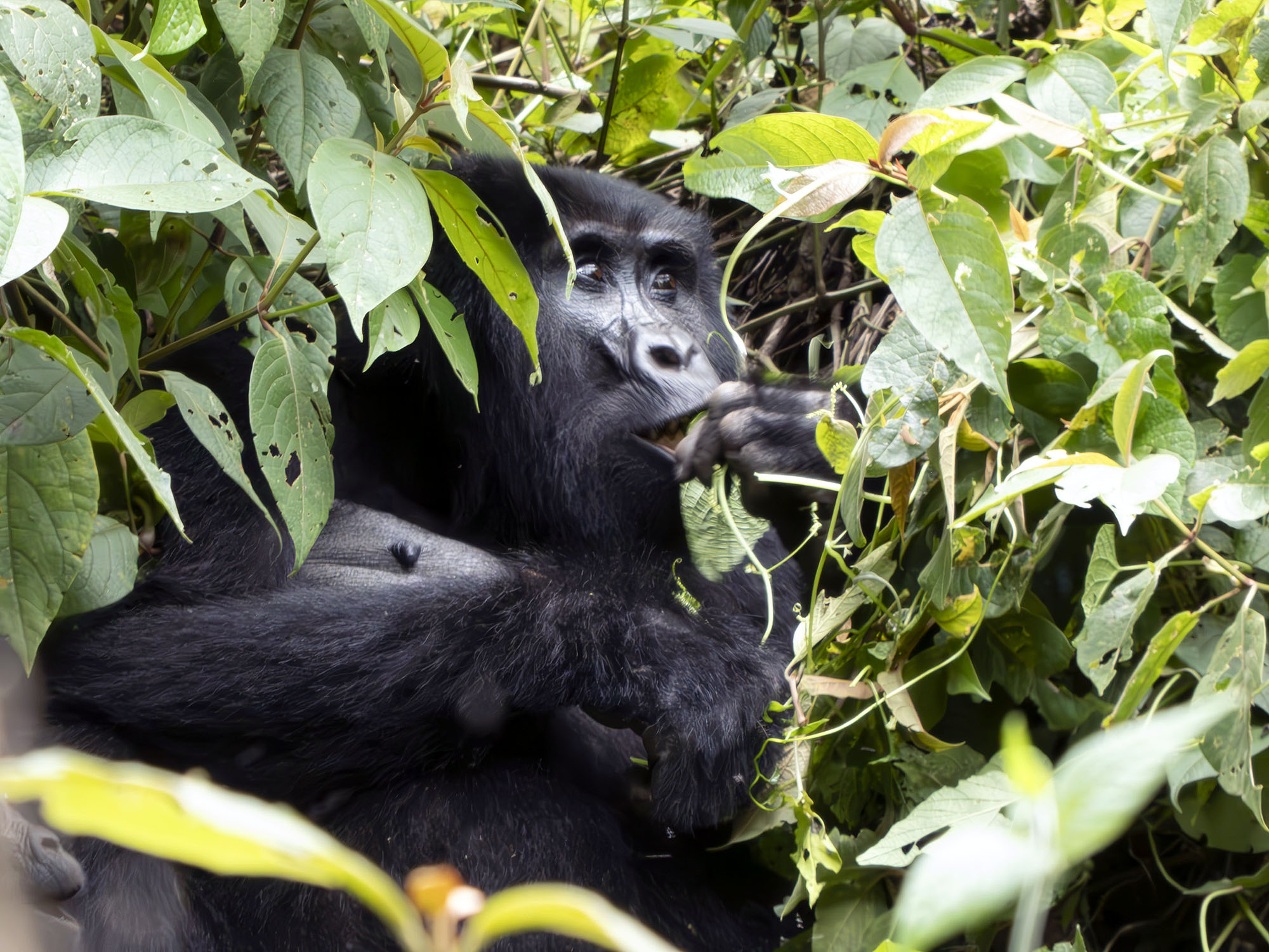 Bwindi Impenetrable Nationalpark