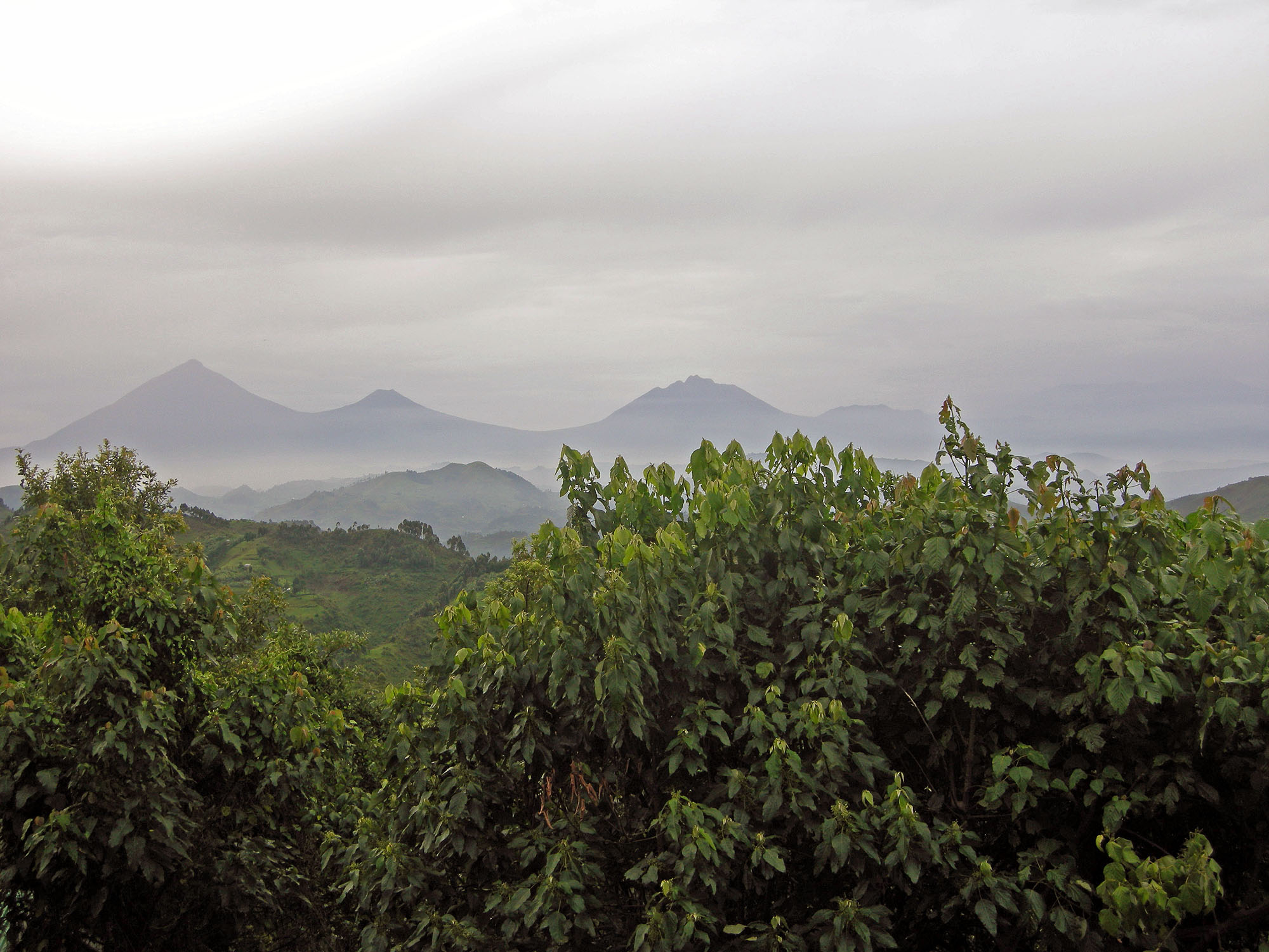 Bwindi Impenetrable Forest Gorilla Trekking Luxusreise Uganda