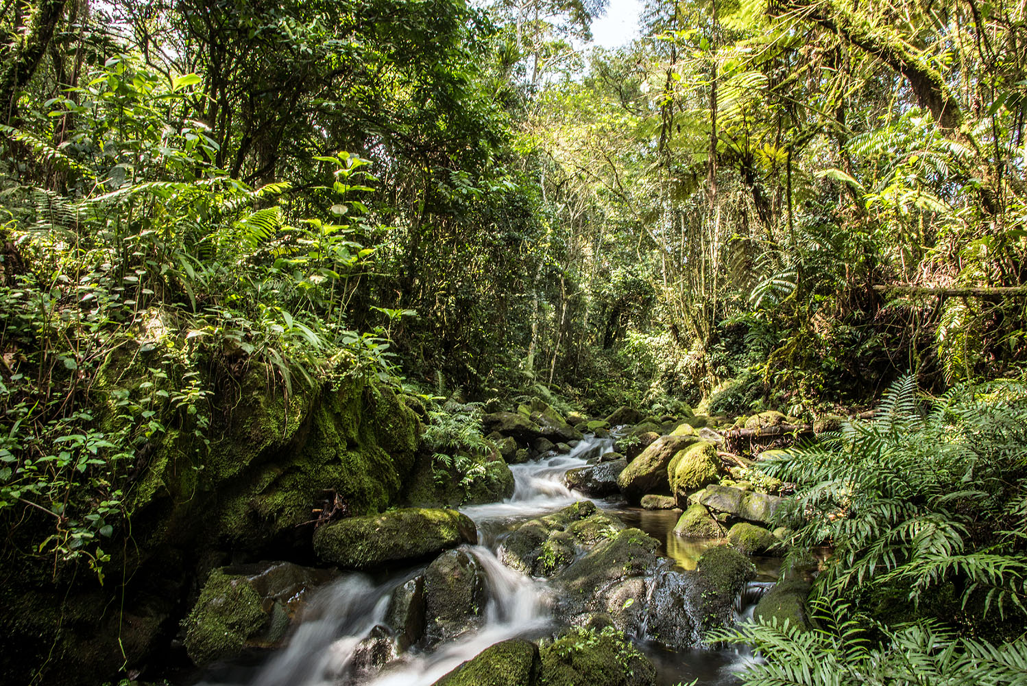 Dicht bewachsener Regenwald mit moosbedeckten Felsen und einem klaren Bachlauf im Bwindi Impenetrable Forest in Uganda.