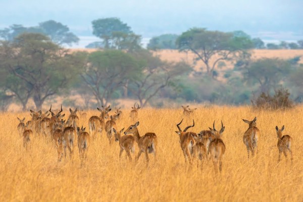 Ugandas Wildnis
