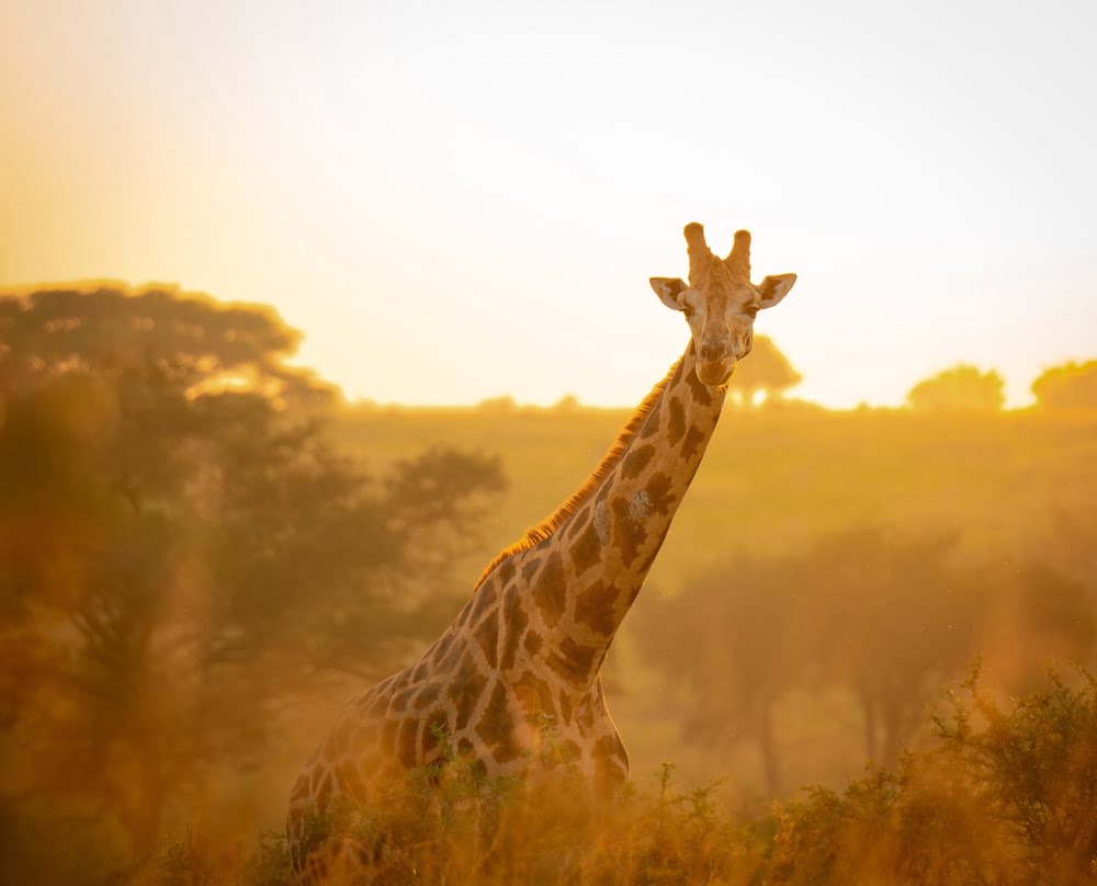 Queen Elizabeth National Park
