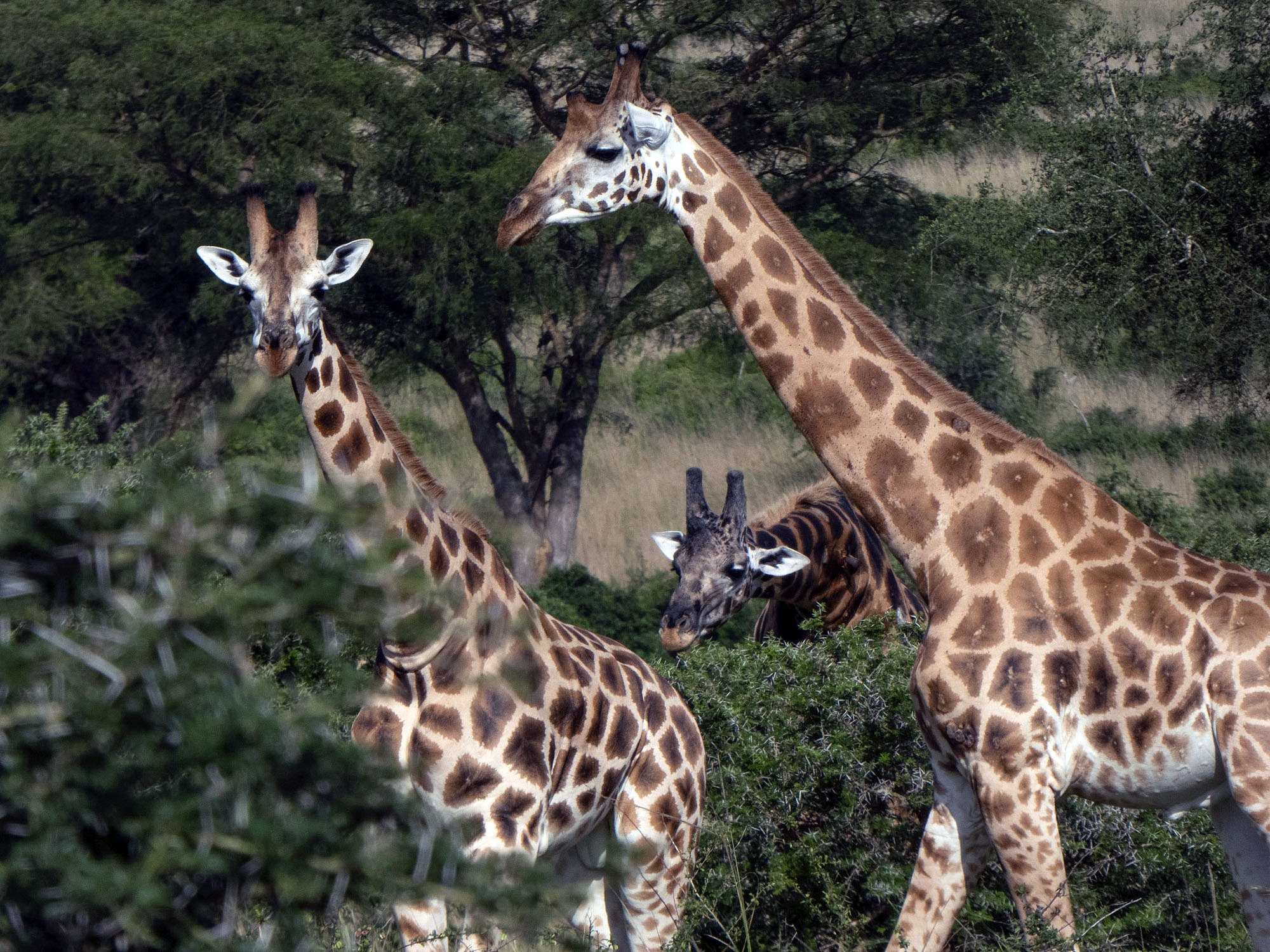 Mehrere Giraffen im Queen Elizabeth Nationalpark in Uganda zwischen Akazien und Savannenvegetation.