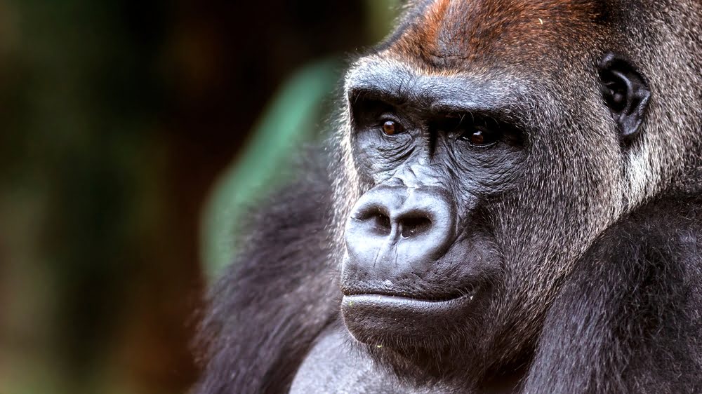 Uganda