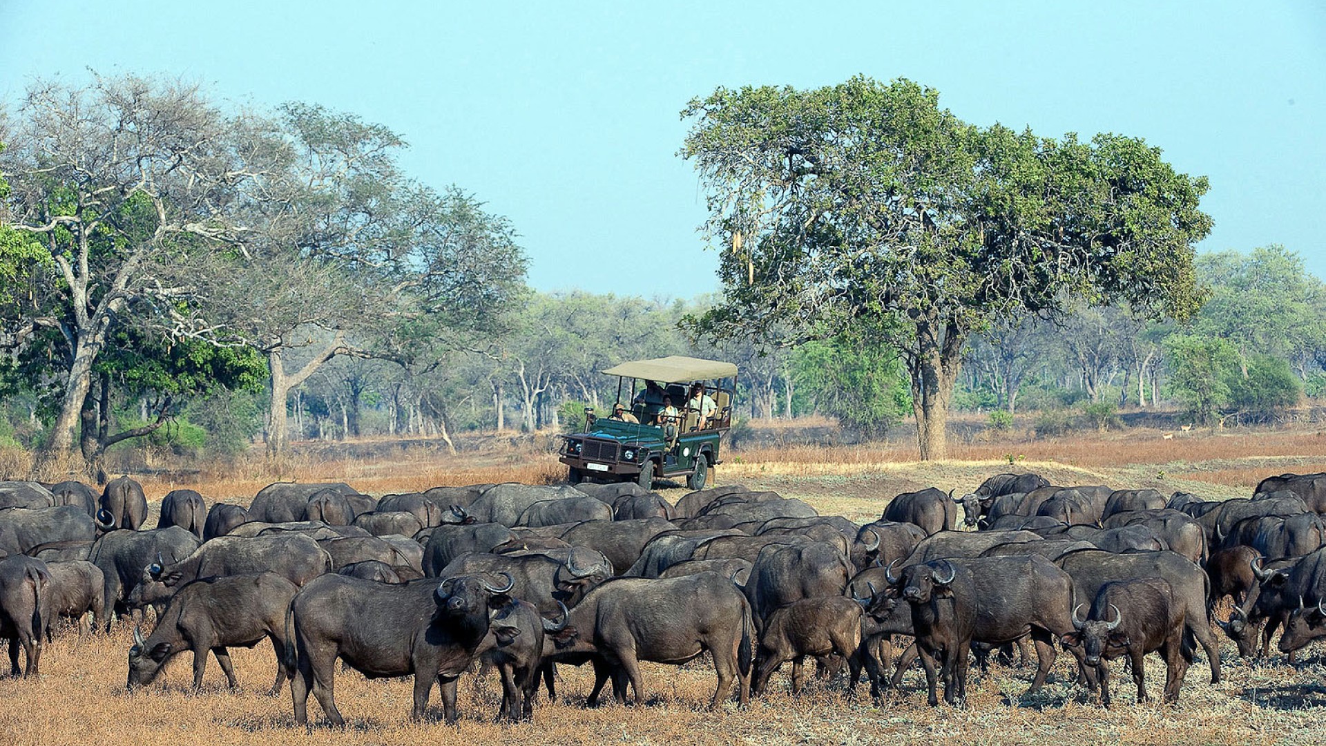 Große Herde Afrikanischer Büffel in der Savanne, beobachtet von einem offenen Safari-Fahrzeug während einer Pirschfahrt.