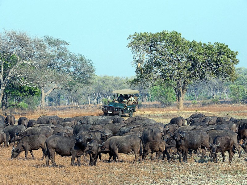 Große Herde Afrikanischer Büffel in der Savanne, beobachtet von einem offenen Safari-Fahrzeug während einer Pirschfahrt.