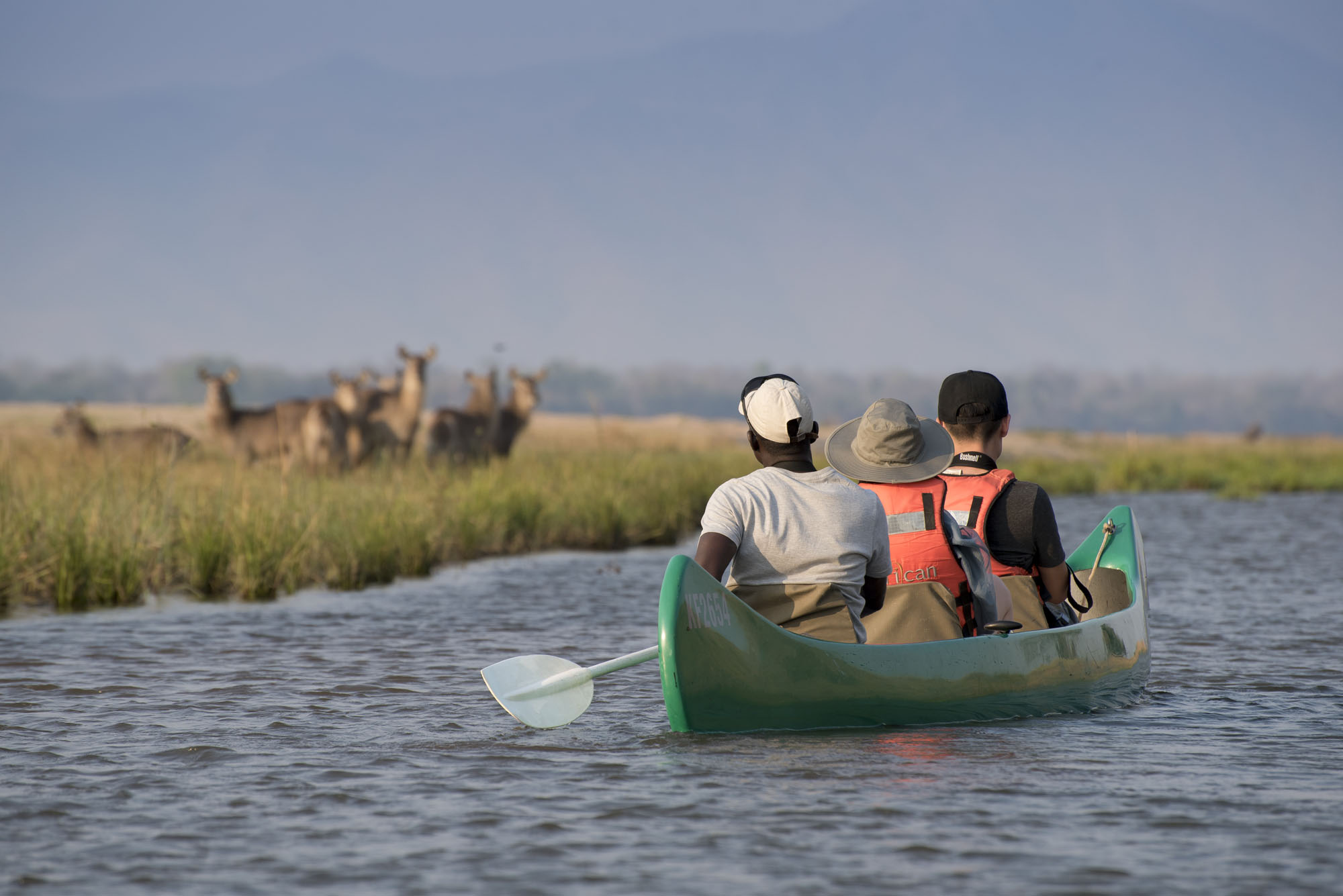 Gäste auf einer Kanusafari im Lower Zambezi Nationalpark in Sambia beobachten Wildtiere entlang des Sambesi-Ufers.