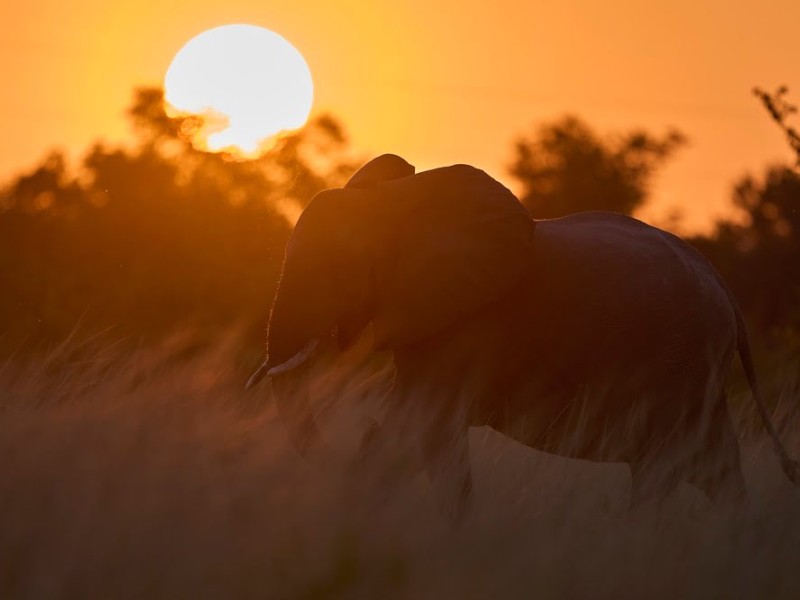 Elefant im goldenen Sonnenuntergang des Lower Zambezi National Parks in Sambia am Ufer des Sambesi.