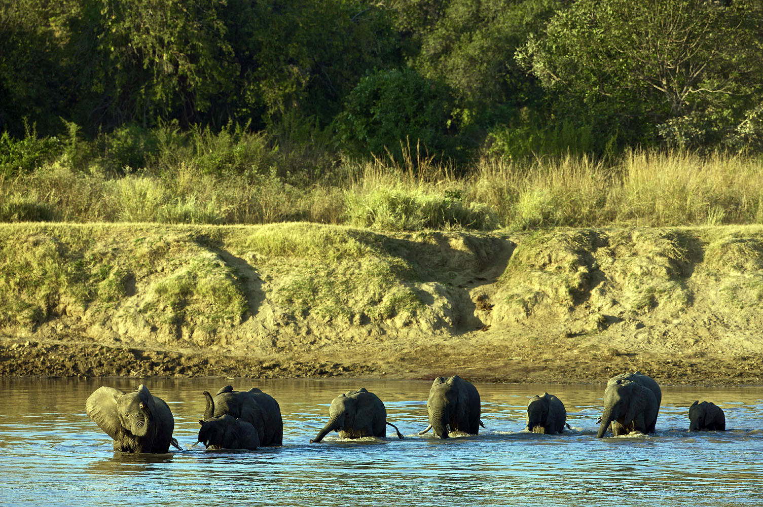 South Luangwa Bushcamp Safari Zambia