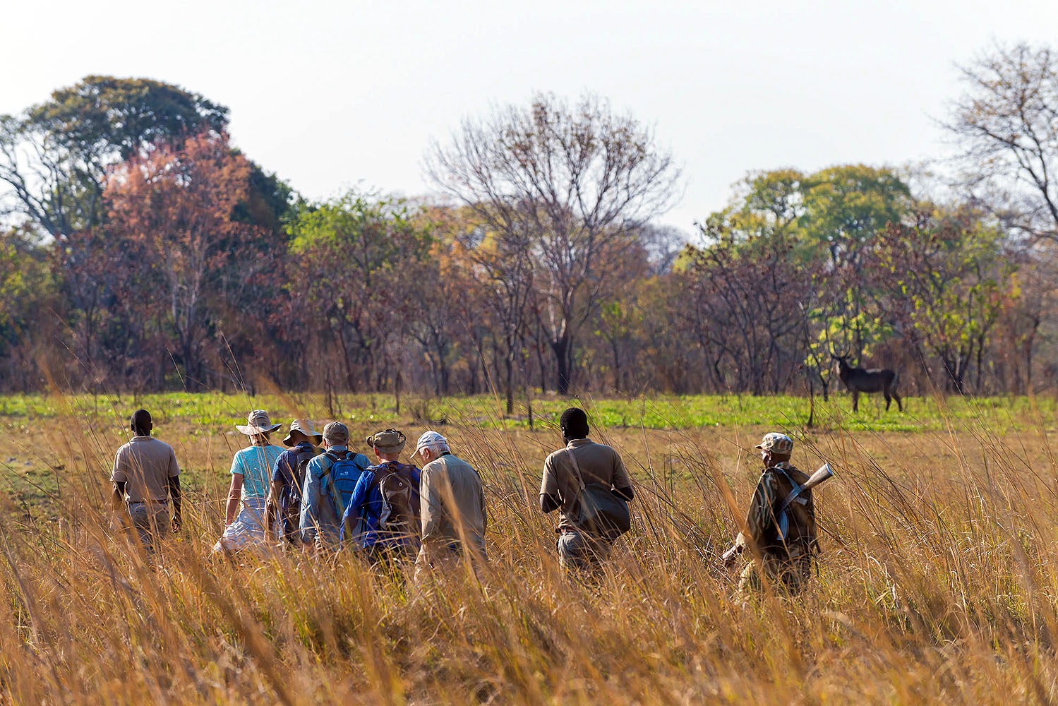 Reisegruppe mit erfahrenen Guides auf einer Walking Safari durch die Savanne, während in der Ferne Wildtiere beobachtet werden.