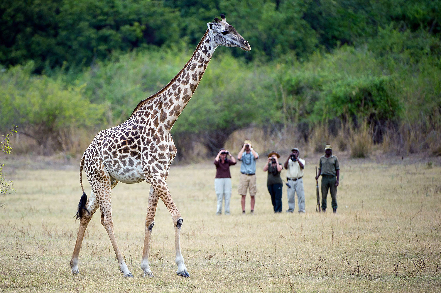 Giraffe in freier Wildbahn während einer geführten Walking Safari mit Reisenden und Ranger im Hintergrund.
