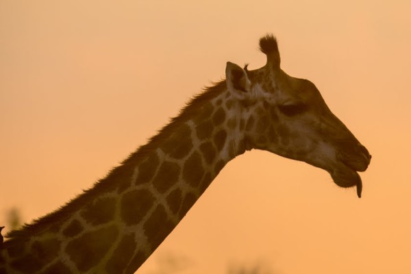 Zambia - Malawi: Safari and Lake