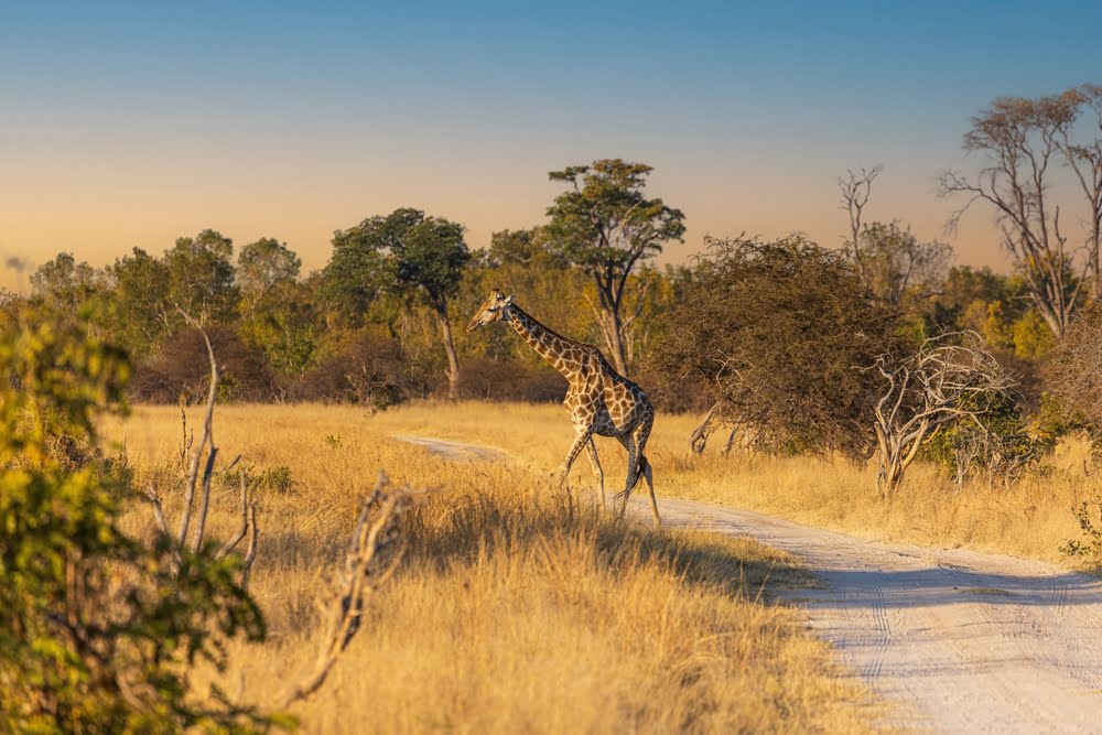 Giraffe auf einer Safari-Piste in Zimbabwe während einer Rundreise durch Hwange, Mana Pools, den Kariba-See und die Victoria Falls.