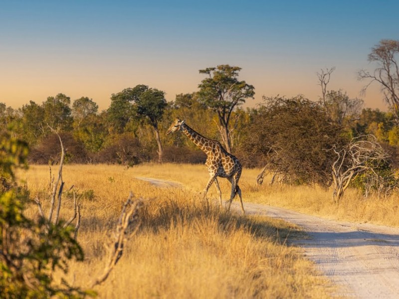 Giraffe auf einer Safari-Piste in Zimbabwe während einer Rundreise durch Hwange, Mana Pools, den Kariba-See und die Victoria Falls.