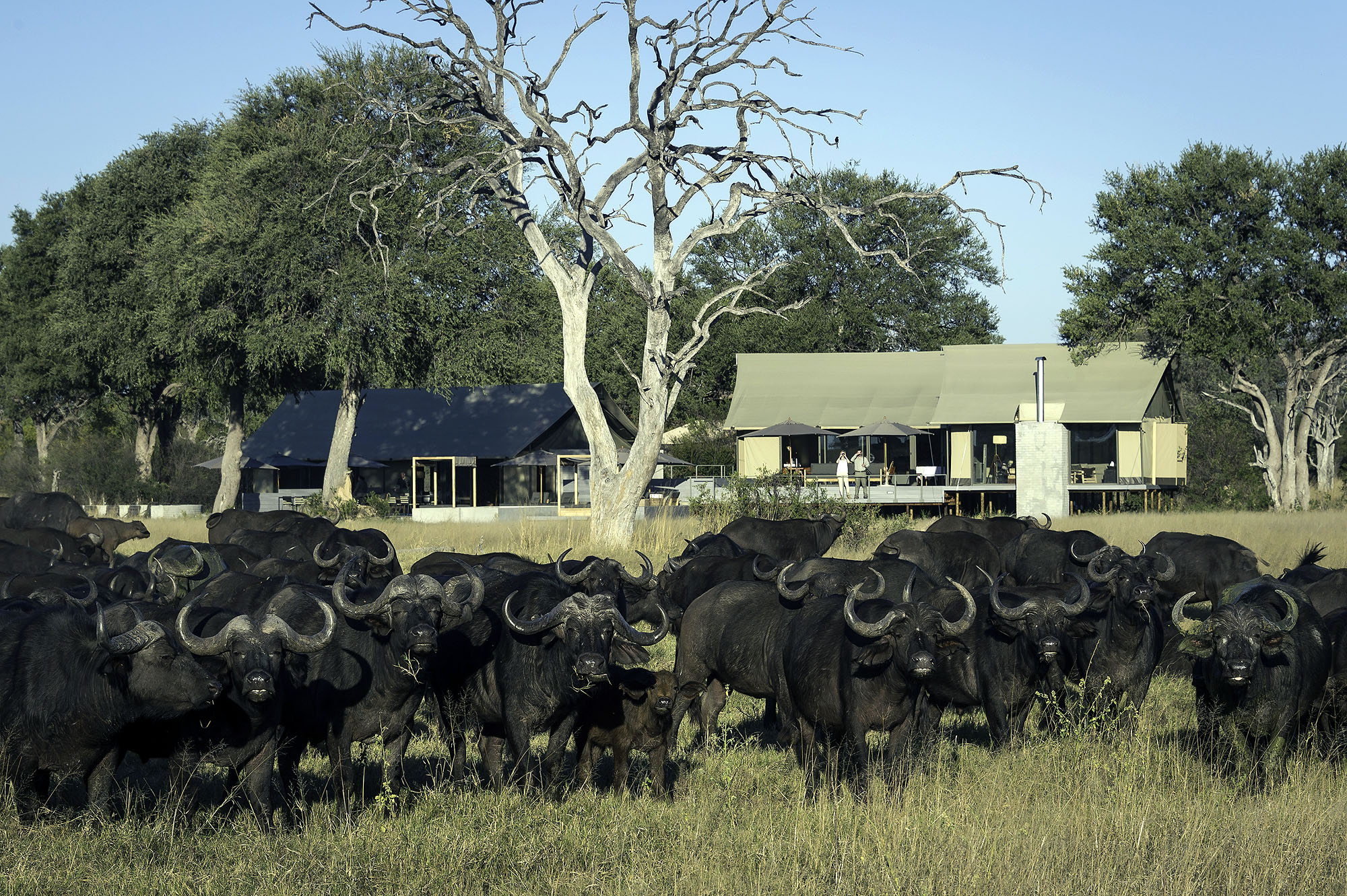Große Büffelherde vor einer exklusiven Safari-Lodge inmitten der afrikanischen Savanne.