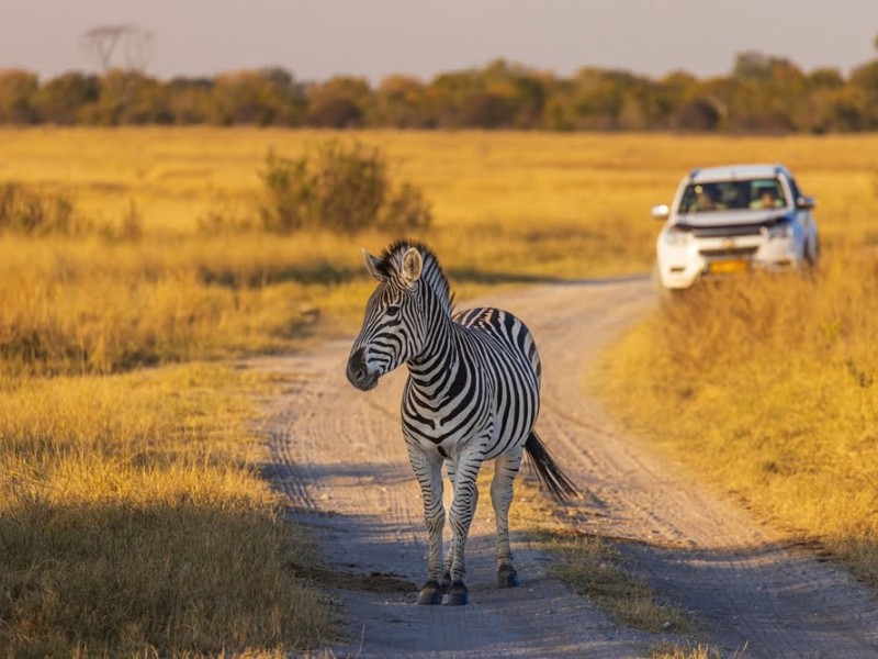 Zebra auf einer Safari-Piste im Hwange Nationalpark in Zimbabwe, beobachtet während einer Rundreise zu Victoria Falls und den Wildnisgebieten des Landes.